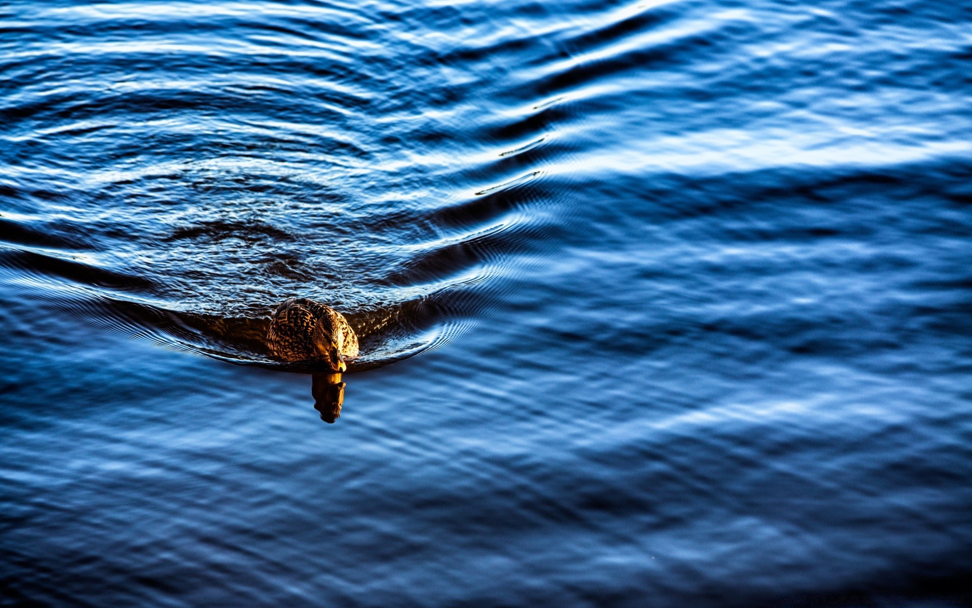 ente wasser natur ozean welle meer nass im freien schwimmen welligkeit reflexion marine