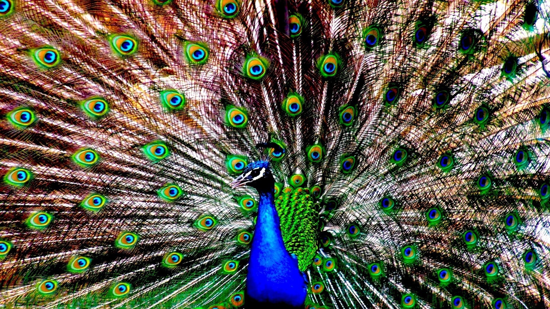 pfau feder vogel pfau tanzen ritual schwanz ausstellung hell muster multi hell türkis energie tropisch natur desktop hahn farbe hals