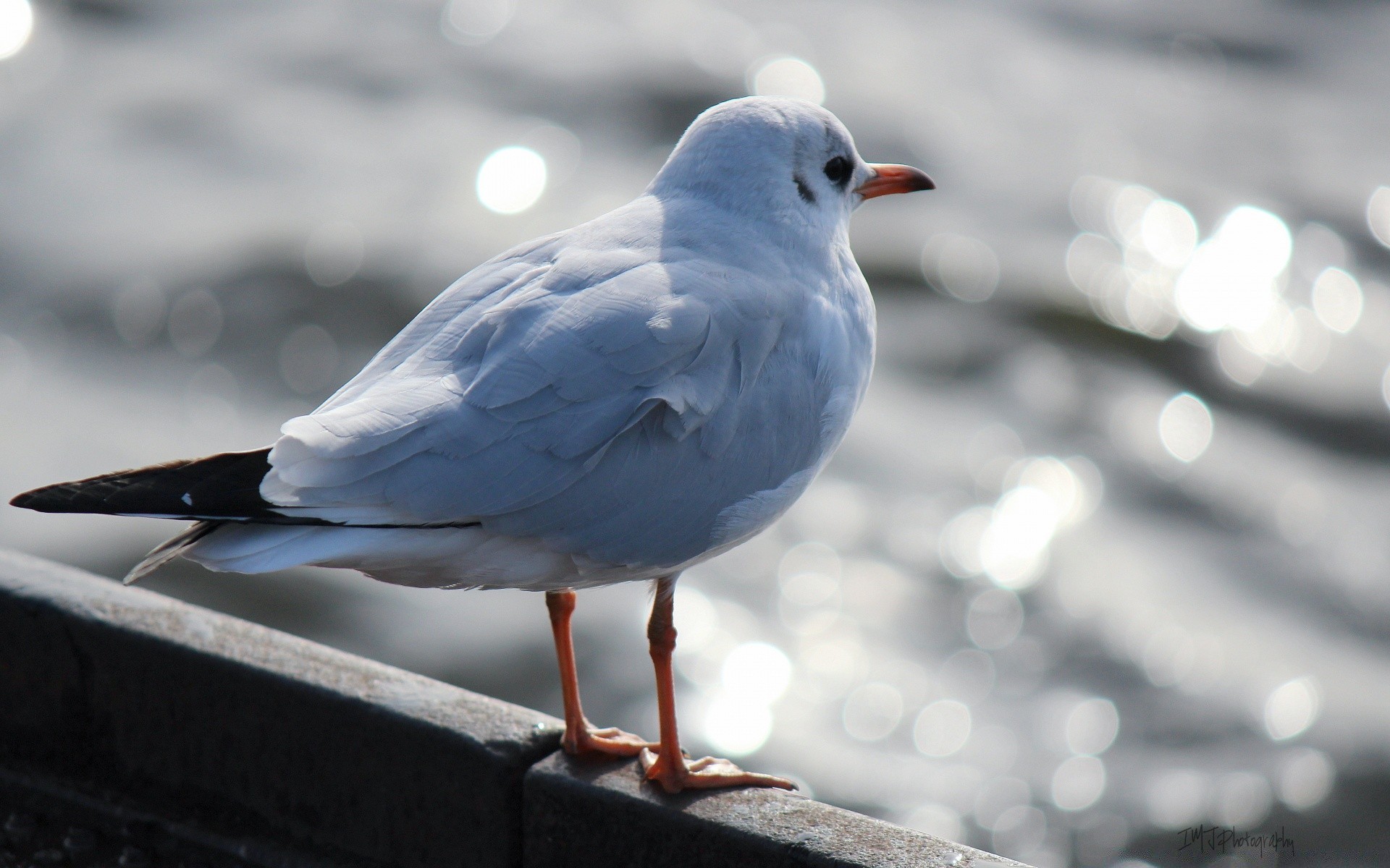 mouette oiseau faune animal nature mouettes bec vol pigeon à l extérieur plume aile