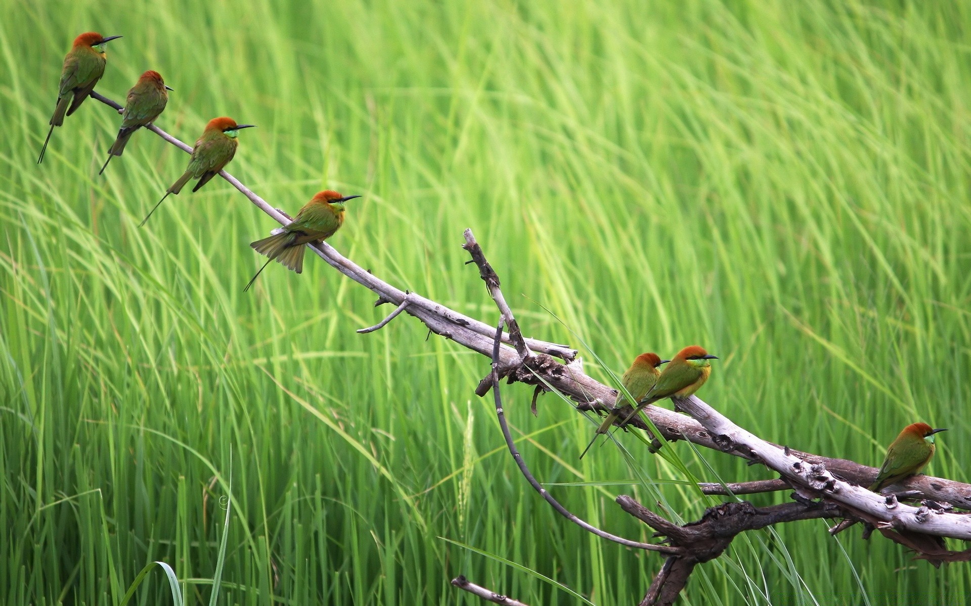 vögel natur vogel tierwelt gras tier im freien umwelt wild erhaltung sommer wenig