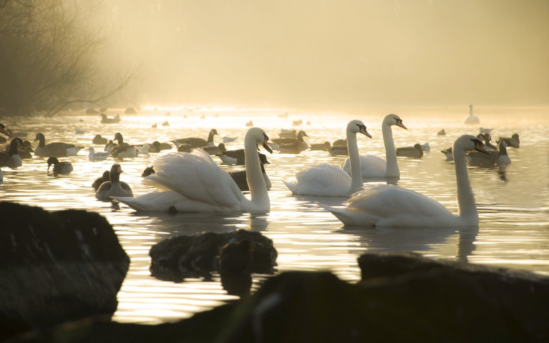 swans swan bird water dawn sunset lake reflection winter evening swimming dusk outdoors wildlife beach sea ocean landscape waterfowl nature