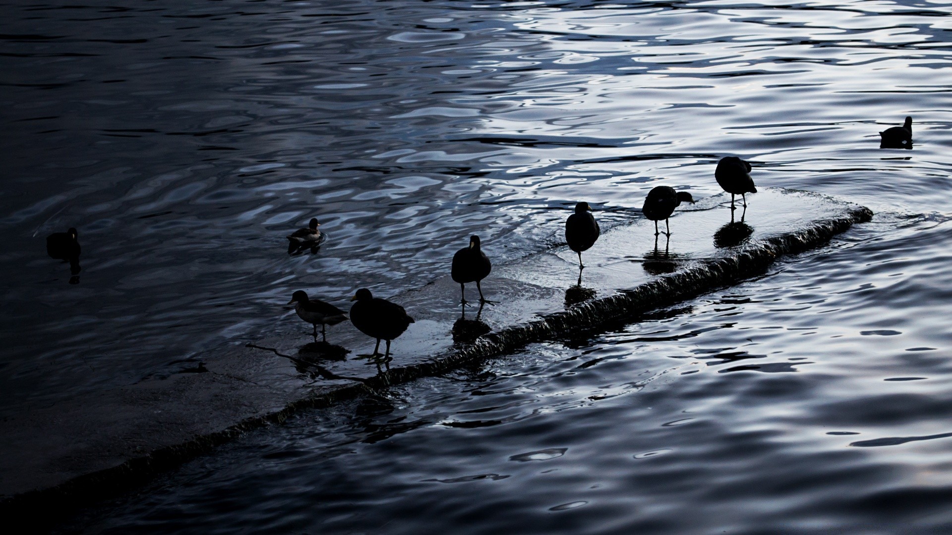 uccelli lago uccello acqua riflessione piscina fiume anatra uccelli acquatici fauna selvatica mare bagnato pioggia uccelli oceano natura all aperto ondulazione