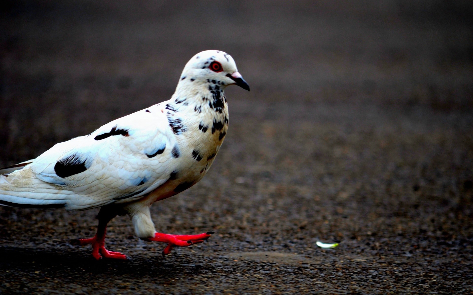 pigeon oiseau animal faune