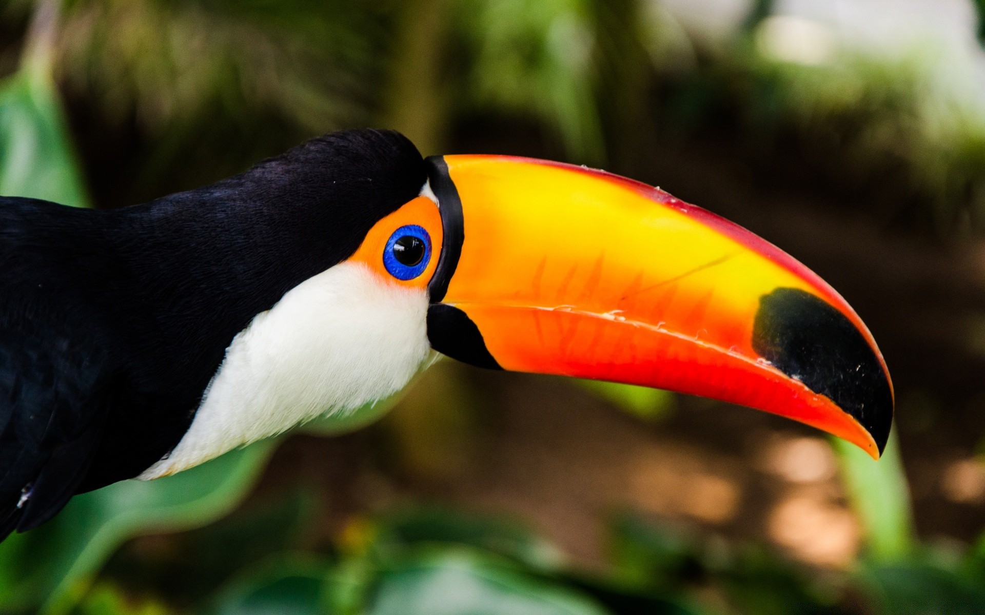 aves aves vida silvestre selva tropical pico al aire libre aves naturaleza tropical luz del día zoológico