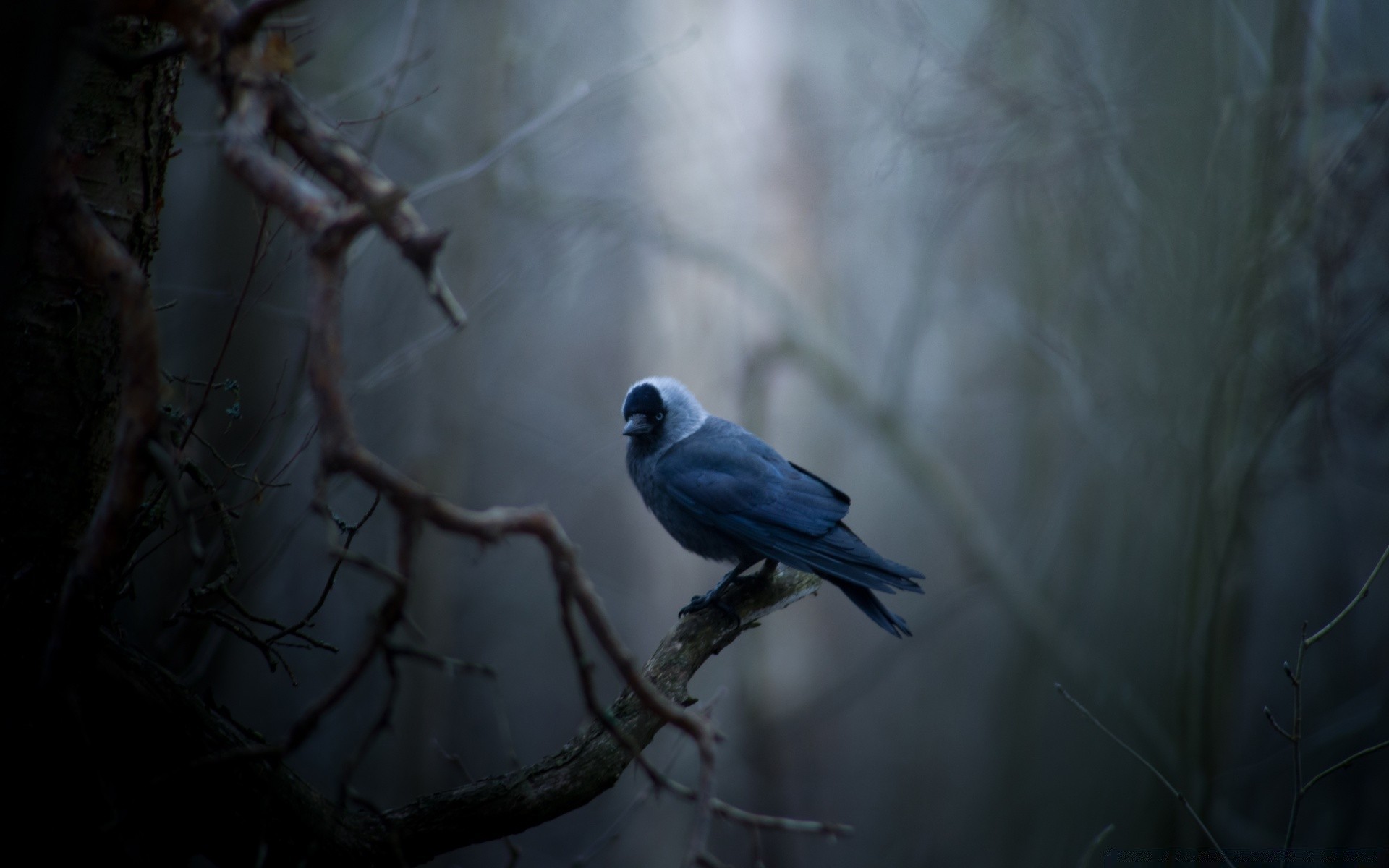 vögel vogel tierwelt winter natur tier fliegen