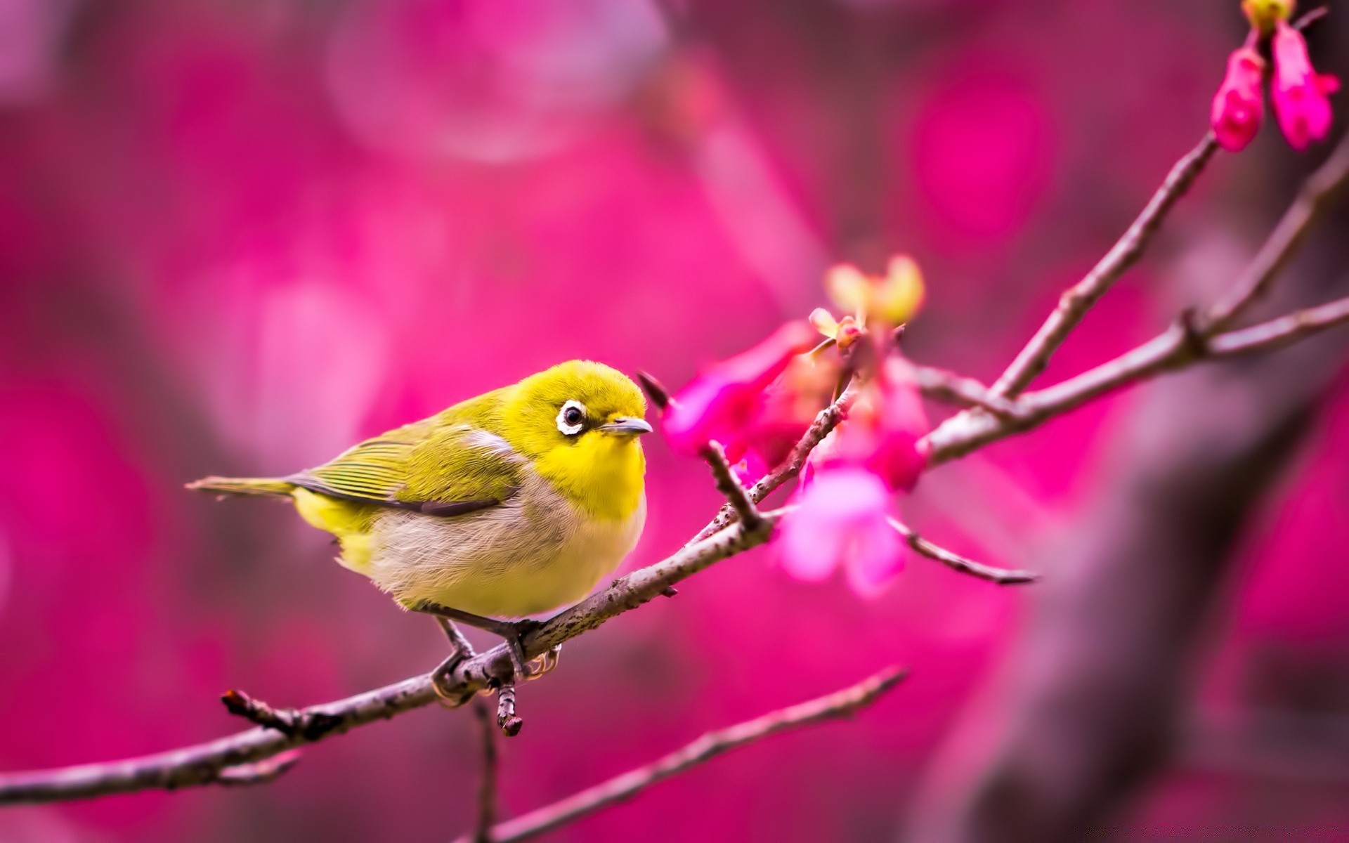 birds nature flower outdoors color bright leaf bird garden