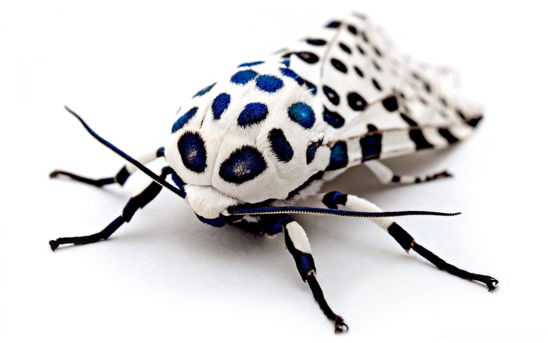 blanc insecte isolé animal petit biologie bureau la faune la nature