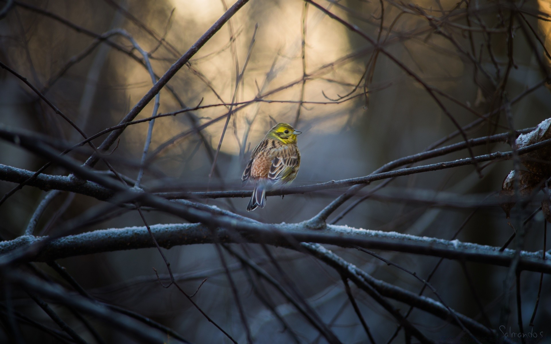 oiseaux oiseau la faune hiver animal en plein air arbre nature neige