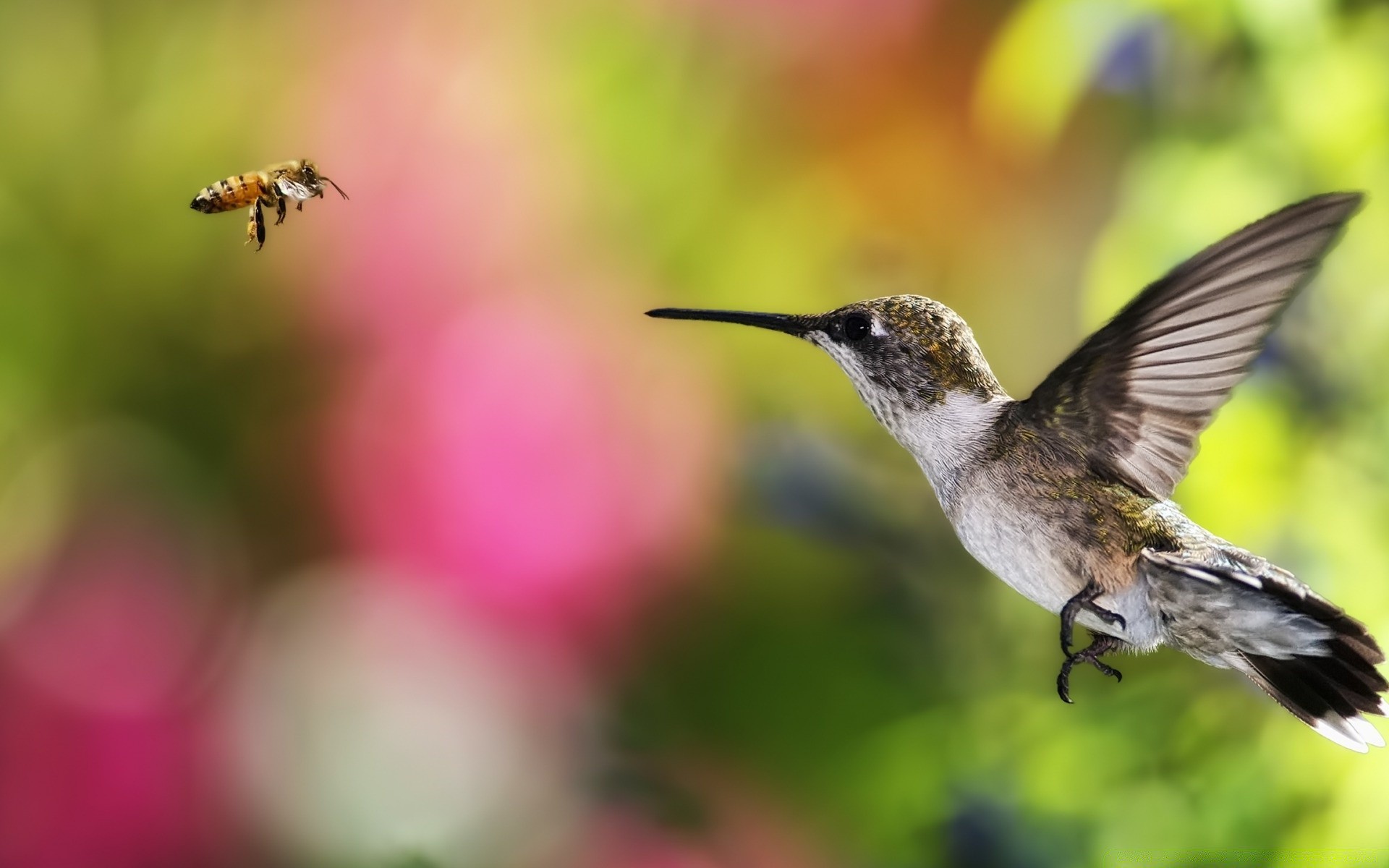 vögel natur tierwelt biene kolibri insekt vogel fliegen tier flügel im freien wenig blume unschärfe wild flug sommer hover nektar