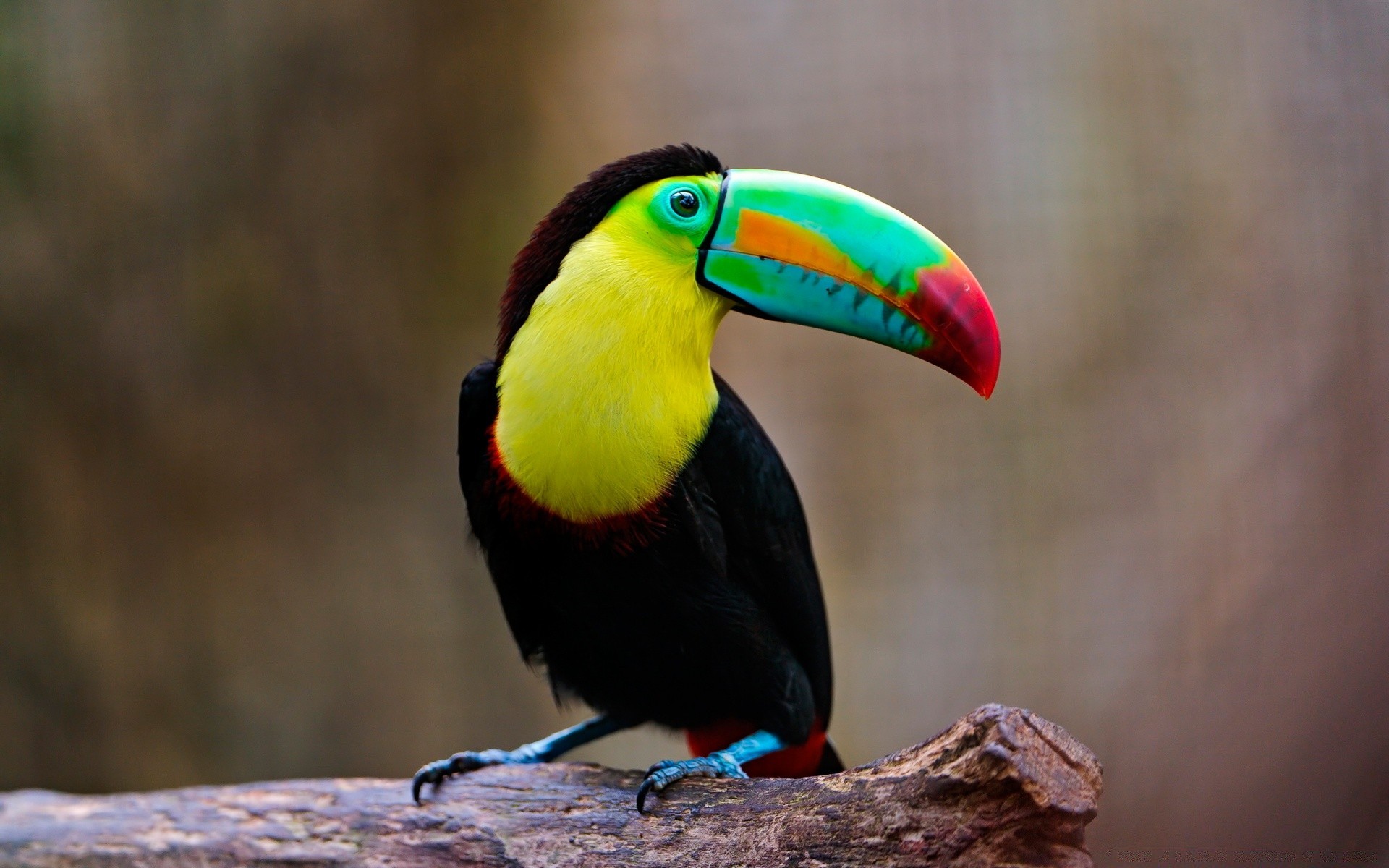 ptaki ptak dzikiej przyrody zwierząt dziób natura dziki pióro na zewnątrz avian jeden zoo