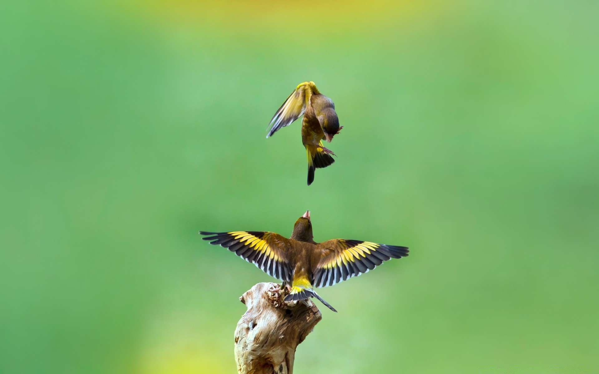 oiseaux faune oiseau nature à l extérieur animal