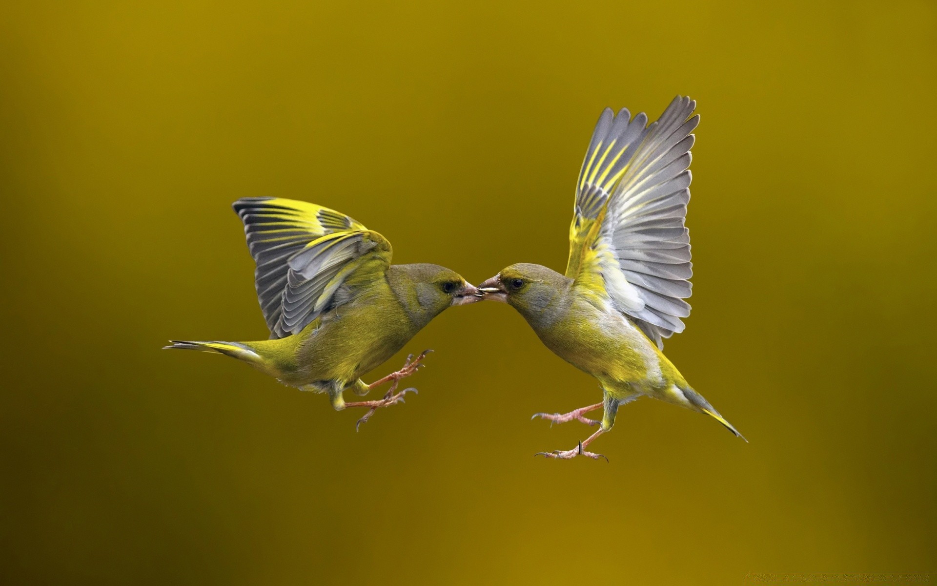 oiseaux oiseau faune nature animal avian aile à l extérieur vol bec sauvage