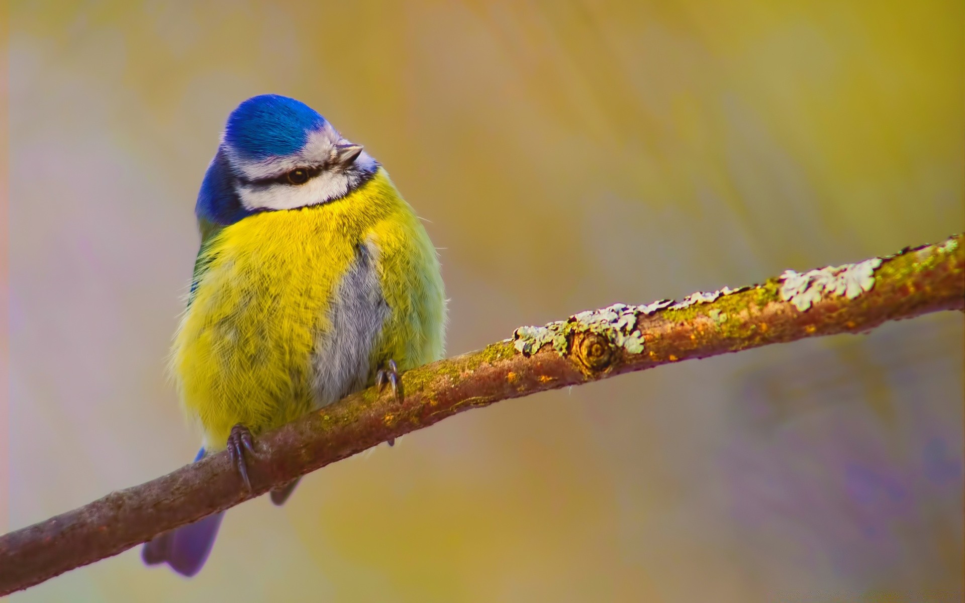 vögel vogel tierwelt natur tier im freien schließen farbe wild