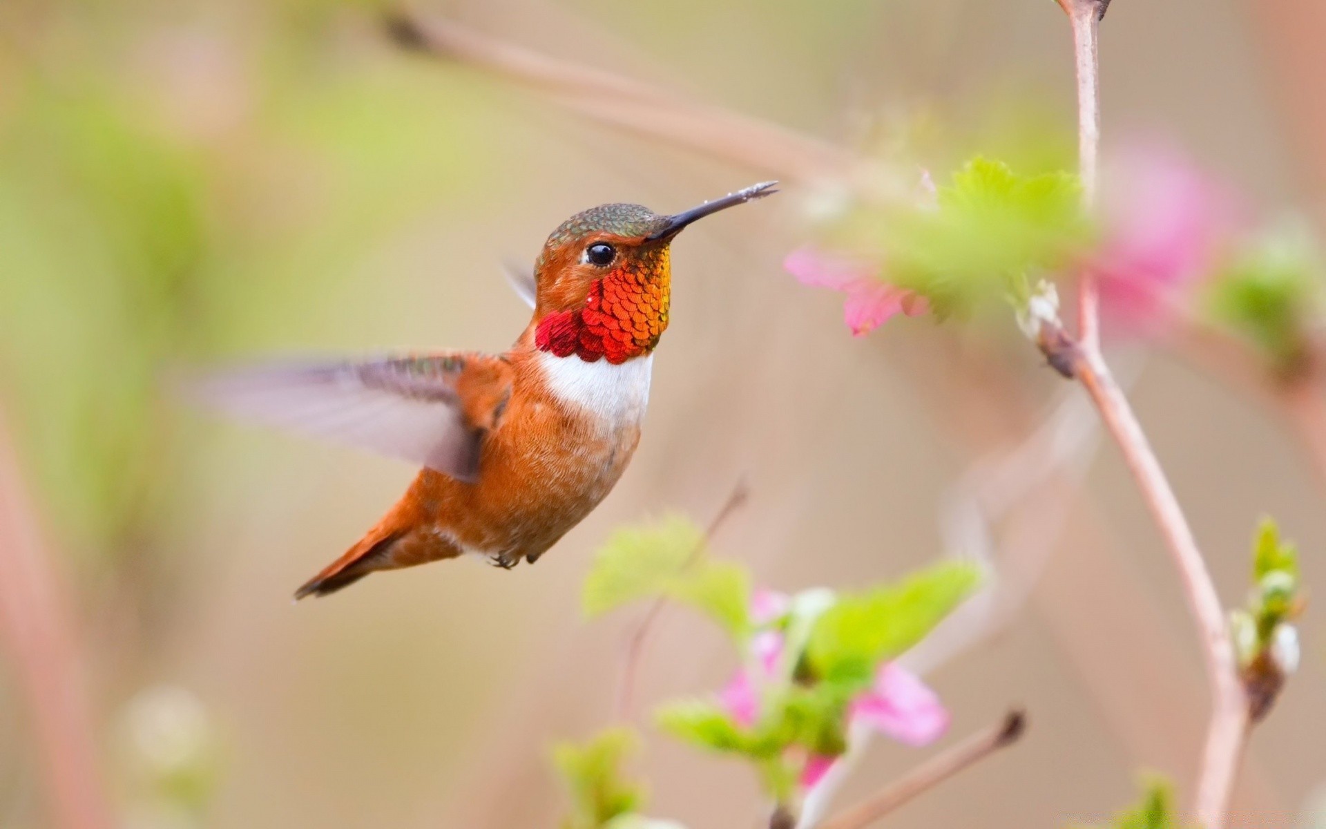 uccelli natura all aperto fauna selvatica foglia uccello sfocatura piccolo selvaggio