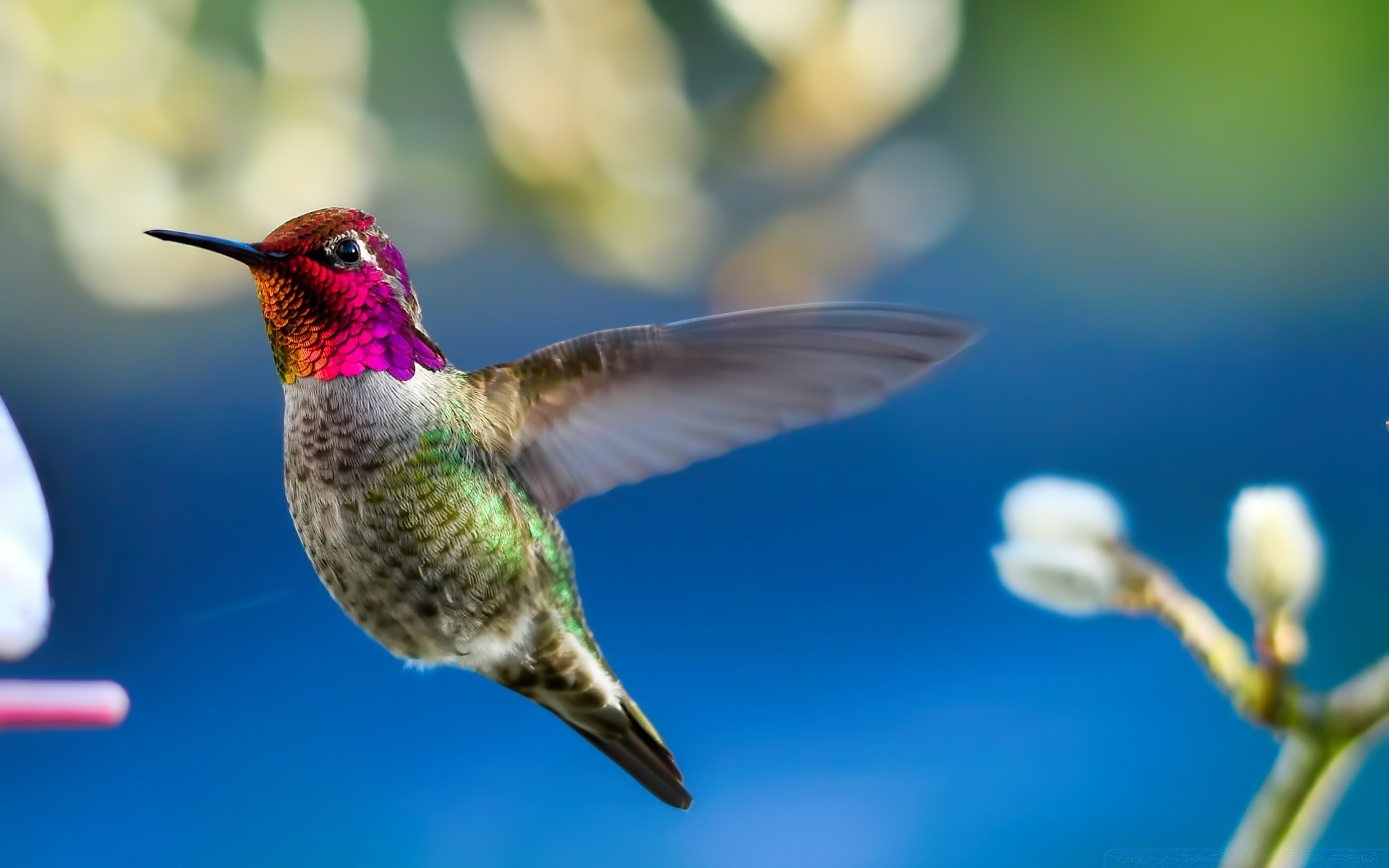 uccelli uccello fauna selvatica natura colibrì all aperto luce del giorno animale selvaggio poco sfocatura volare