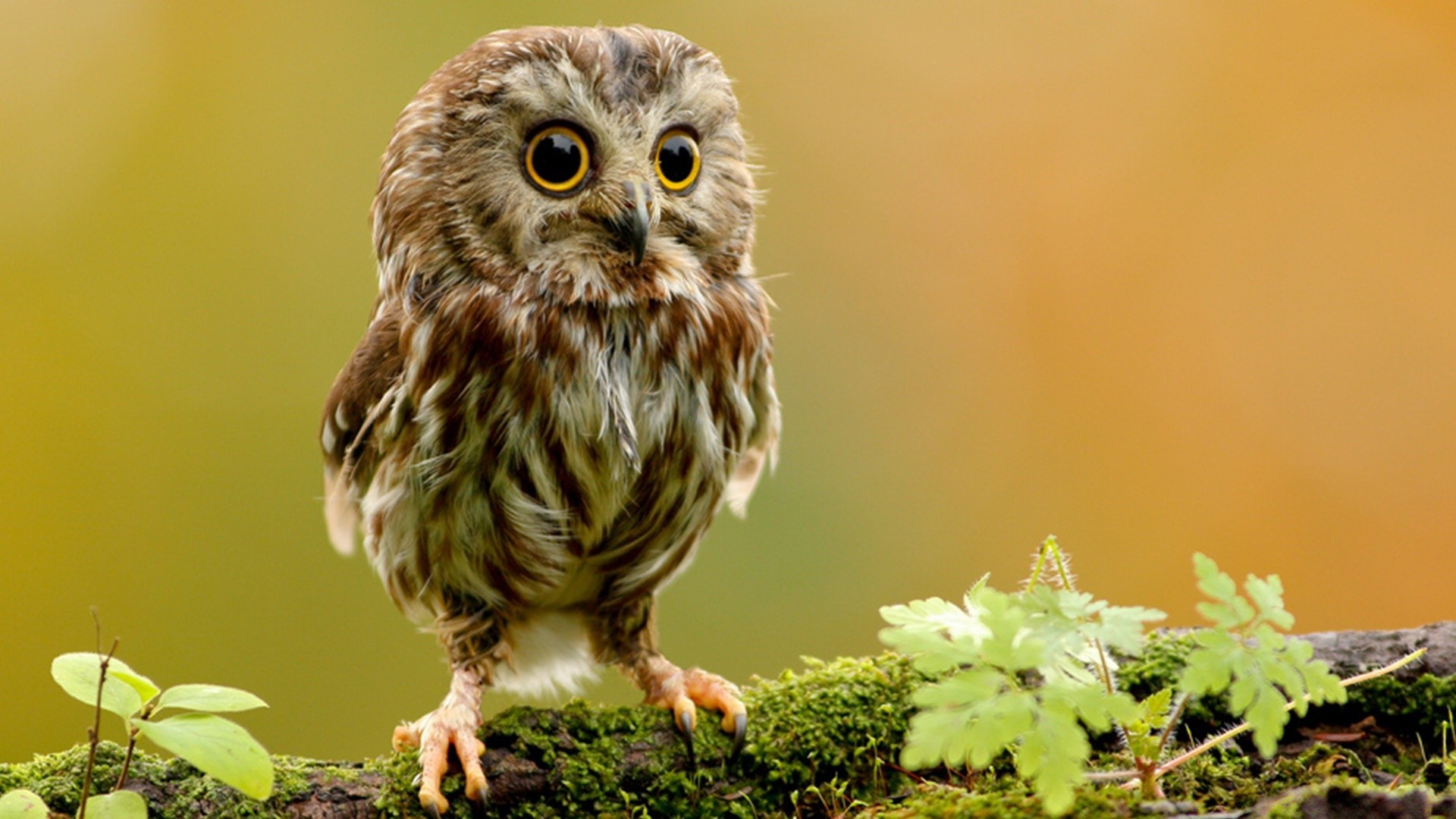 gufo fauna selvatica natura uccello animale selvaggio piccolo all aperto