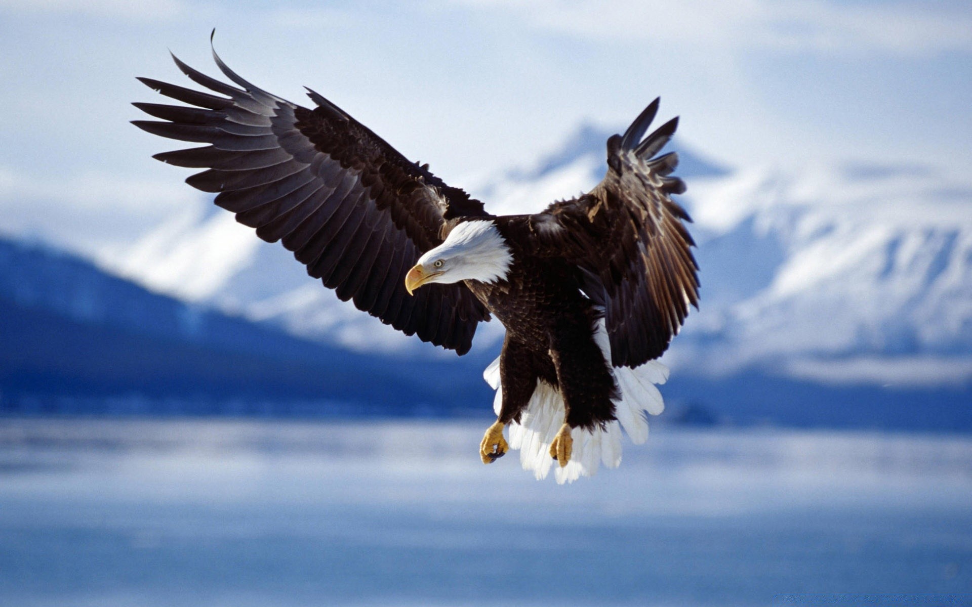 adler raptor vogel tierwelt weißkopfseeadler beute tier natur im freien glatze flug wild