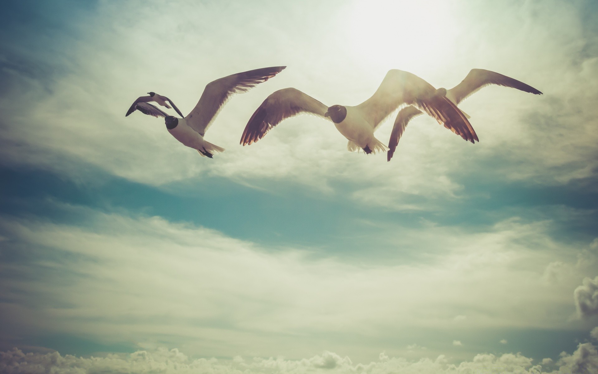 aves cielo pájaro al aire libre libertad naturaleza agua vuelo amanecer sol puesta de sol gaviotas vida silvestre estéril verano