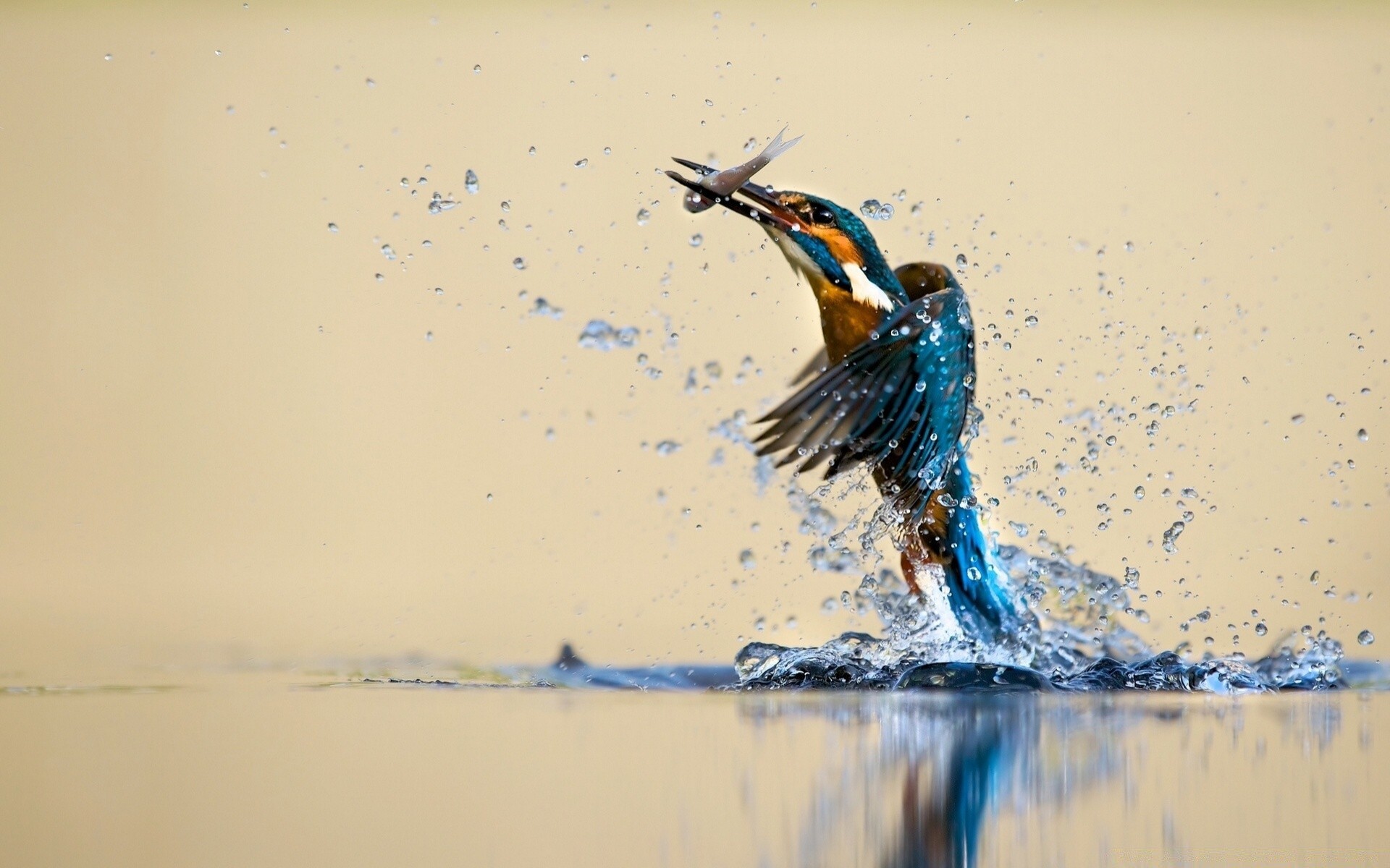 birds water bird reflection beach color outdoors motion one nature