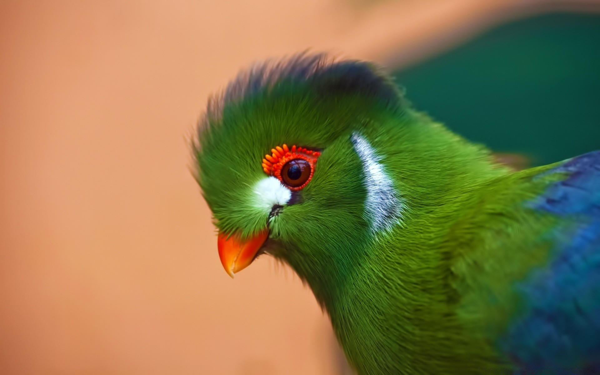 parrot bird wildlife animal nature feather color avian tropical blur wild beak