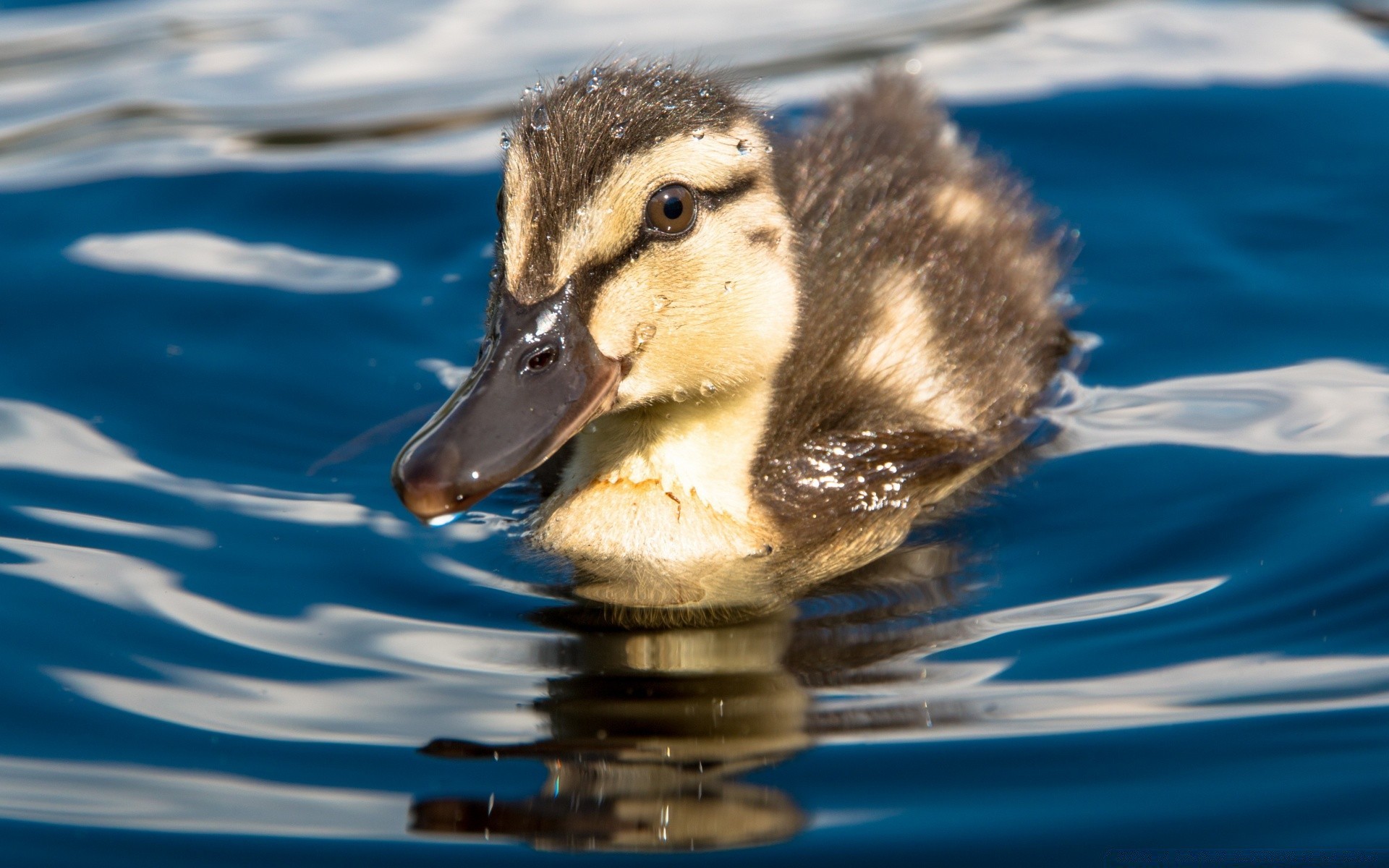 pintos pato água natação vida selvagem pássaro natureza patinho piscina lago reflexão molhado ao ar livre água animal sozinho pato aves de capoeira