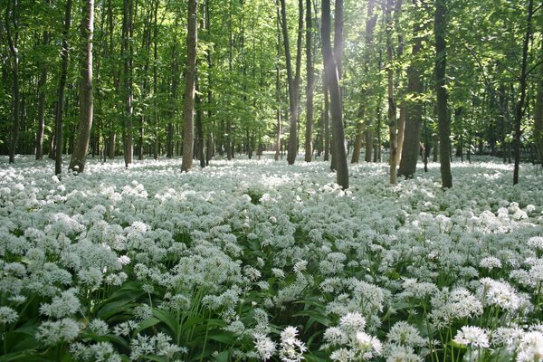 Forêt verte couverte de fleurs blanches