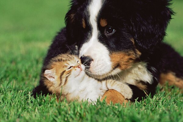 Yeşil çimenlerin üzerinde köpek yavrusu ve buz pateni pisti