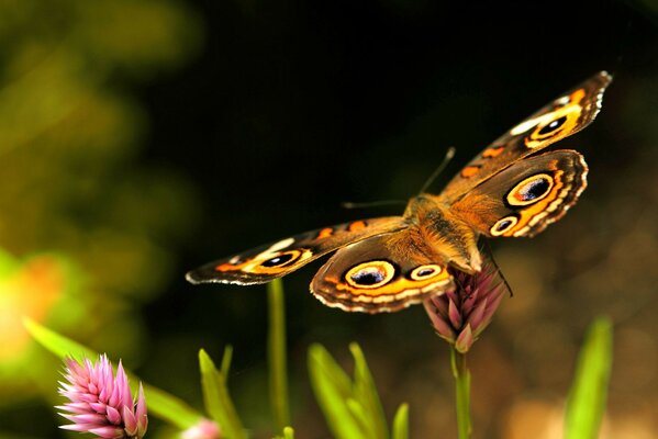 Beautiful butterfly on a flower in the wild