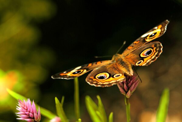 在野外花上美丽的蝴蝶