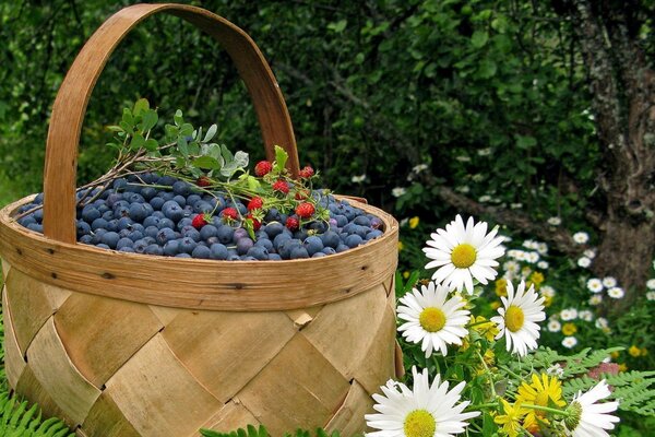 Birch bark basket with blueberries