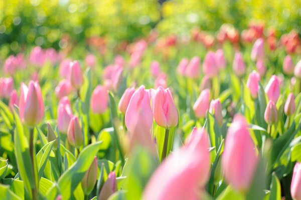 Delicate pink tulips