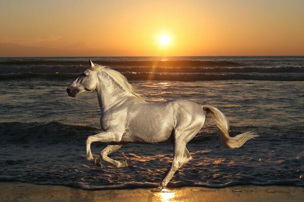 Cheval au bord de la mer sur fond