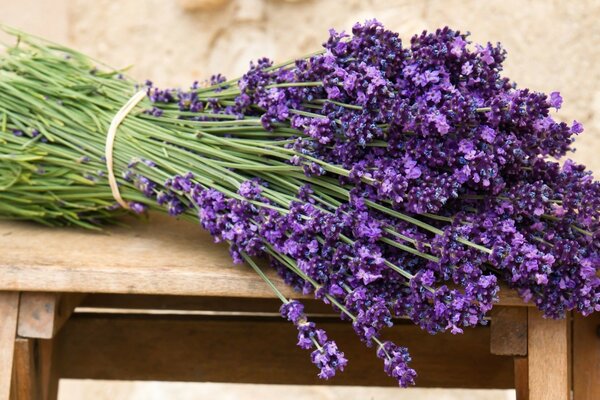 Lavanda montaña lavanda nuestros encuentros contigo