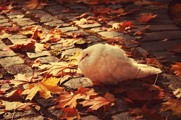 Beyaz güvercin sonbaharda soğuktan küçüldü