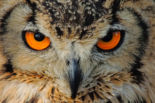 Bird owl in close-up shooting