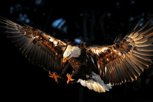 Eagle, a bird of prey of the wild