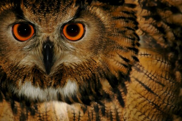 La mirada del búho del bosque