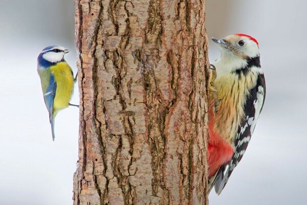 Wir sind so verschieden, aber jeder von uns ist wie Vögel, sie fliegen in ihrer Höhe