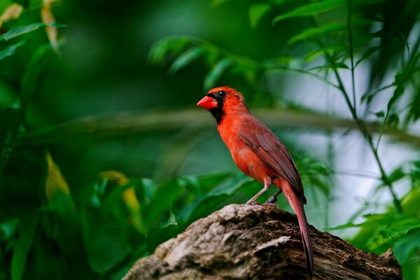 Roter Vogel in freier Wildbahn