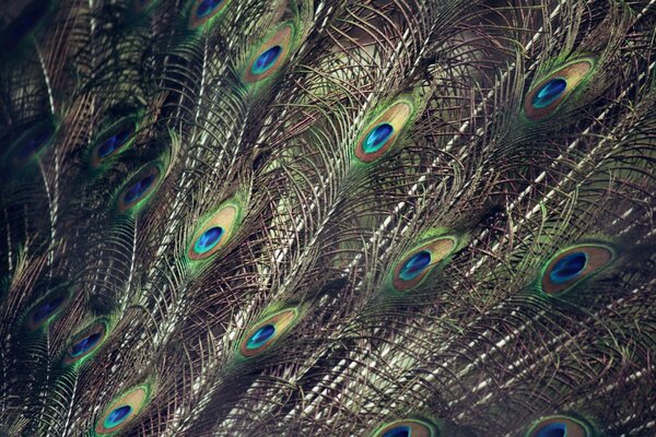 Photo of peacock tail feathers