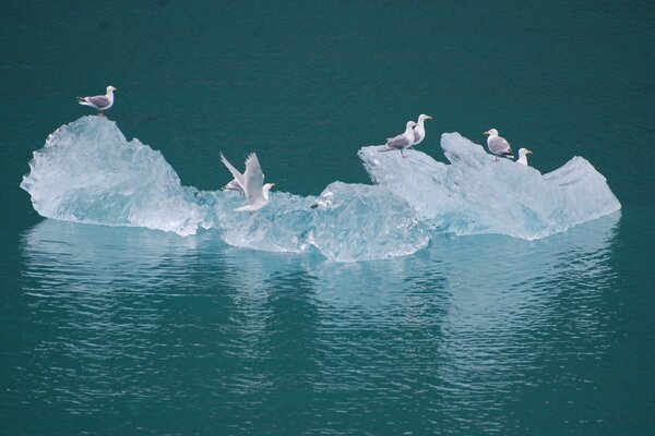 Mouettes sur un iceberg en haute mer