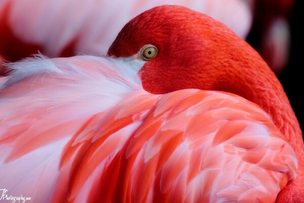 Der Flamingo schloss sich vor überflüssigen Augen