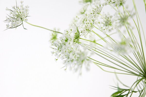 Photo de fleurs blanches et de feuilles vertes