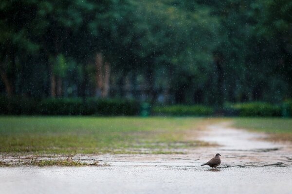 Bathing a small bird on a pond