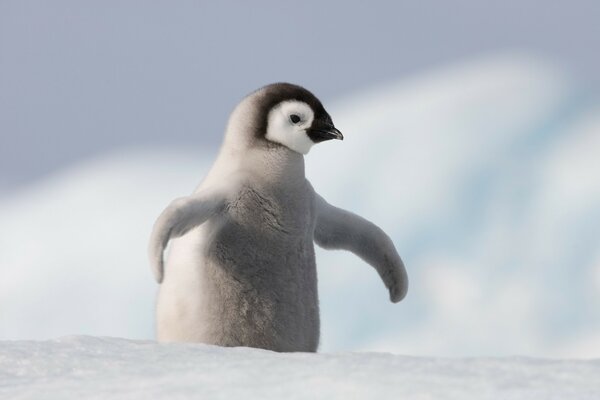 Um pequeno pinguim na natureza