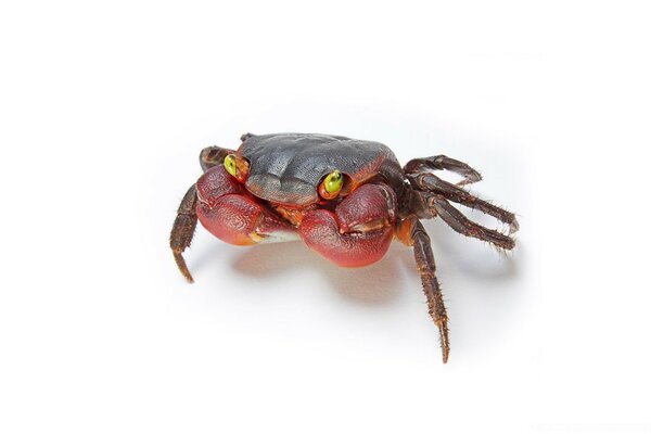 Red little crab on a white background