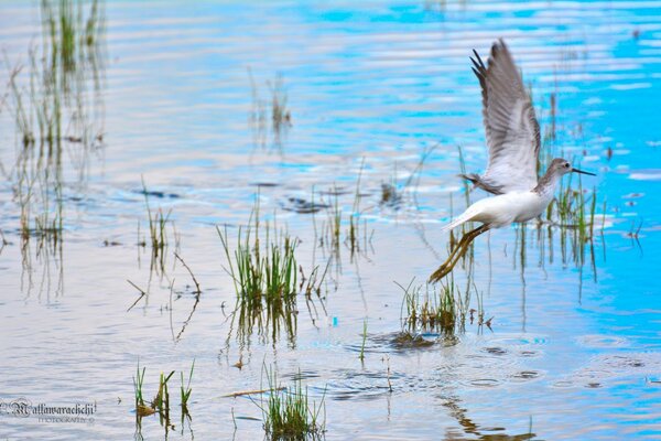 पक्षी झील के पानी के ऊपर उड़ता है