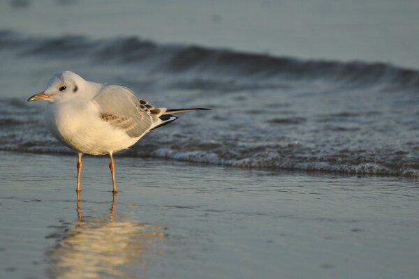 The seagull is looking for food or maybe peace