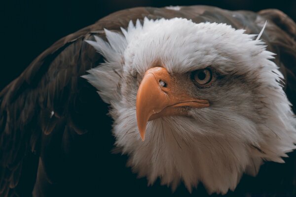 A formidable golden eagle. Piercing looks