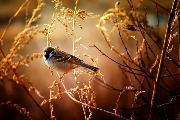 Un moineau émacié s accroupit pour se reposer sur une branche sèche